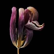 gedroogde tulp (tulipa denmark) 2-2012 4901